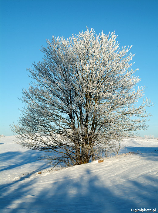 Drzewo w zimie