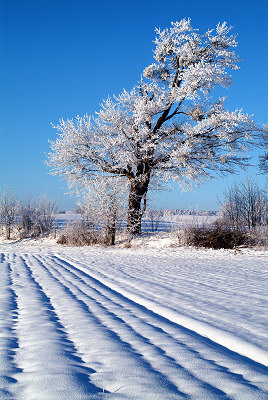 Invierno, la nieve y el árbol