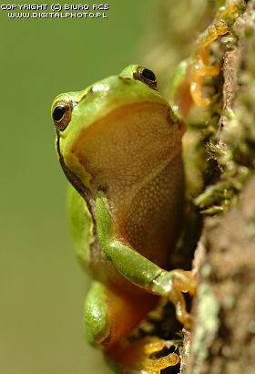 Frog billed Frogs