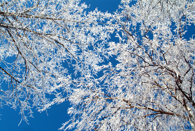 Zima, fotografie drzew