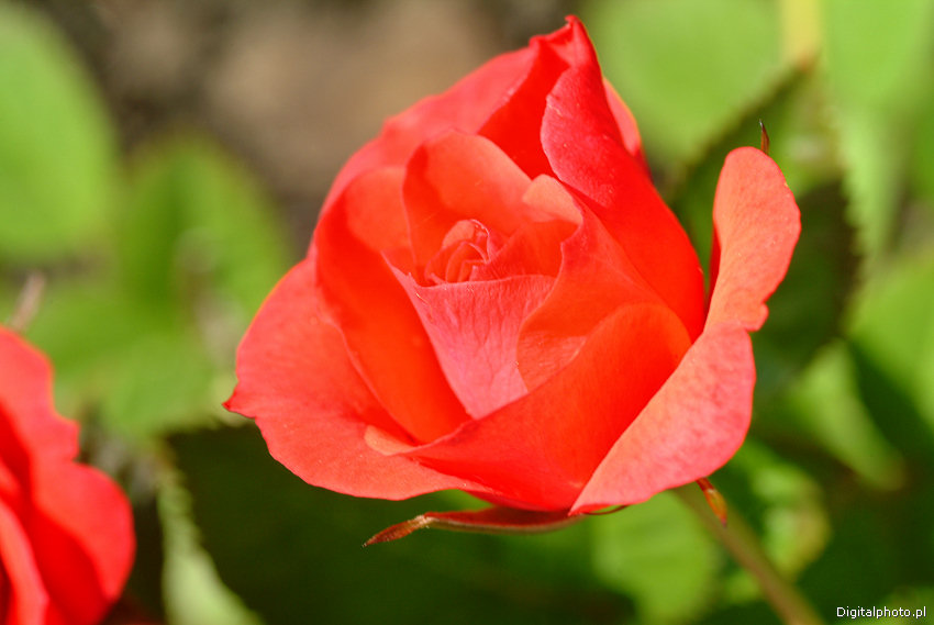 Rød rose, billeder af blomster