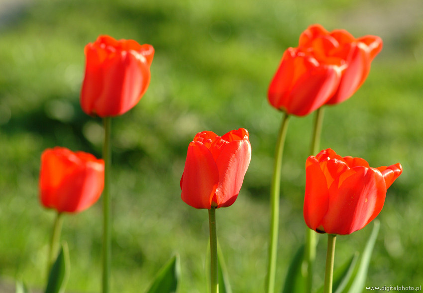 Czerwone tulipany, zdjęcia tulipanów, kwiaty