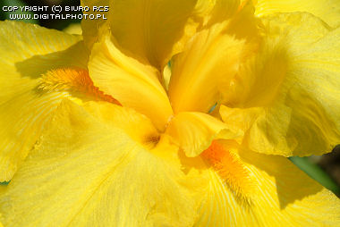 Yellow flower: iris. Macrophotography