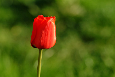 Bloemen. Het beeld van tulp