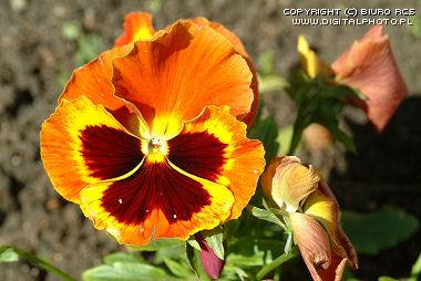 Have blomster pansy, pansies