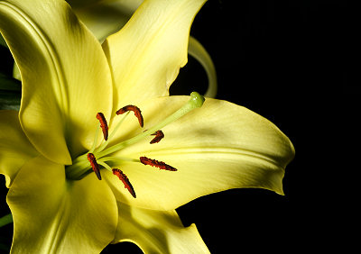 Lily. Pictures of flowers