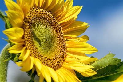 Afbeeldingen van bloemen: De zonnebloem