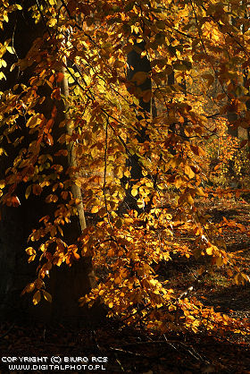 Las bukowy jesienią