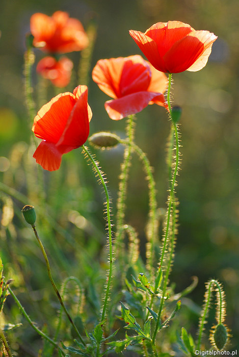 Kwiaty polne: zdjęcie czerwonych maków
