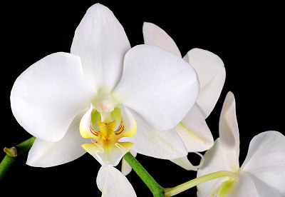 Orkidé Orchidaceae