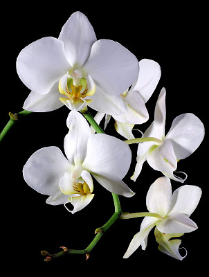 Cuadro de orquídeas