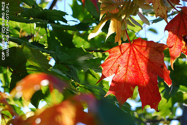 Otoño, hojas coloridas