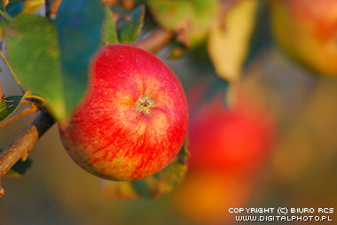 Jabłko na drzewie