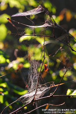 Spinnenweb afbeelding