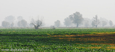 Høst landskap Panoramic foto