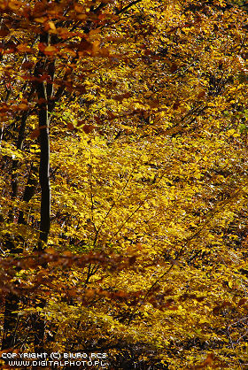 Herbst Bild, Wald