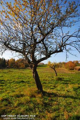 Árvores de fruta velhas no outono