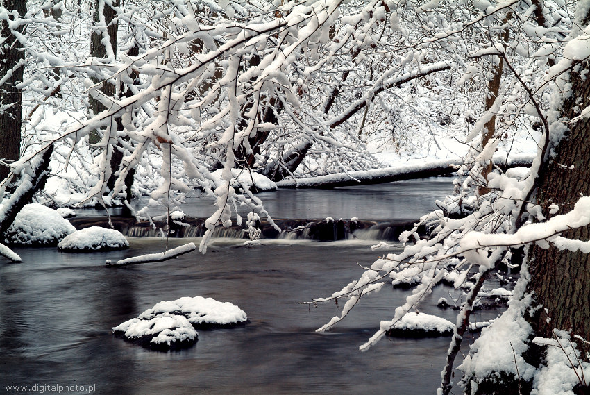 Vinter landskap, vinter i skog