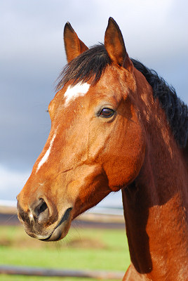 Hest, foto i give hals hest