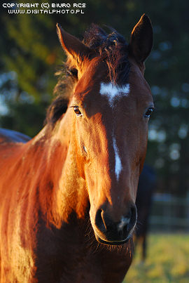 Foto av hästar