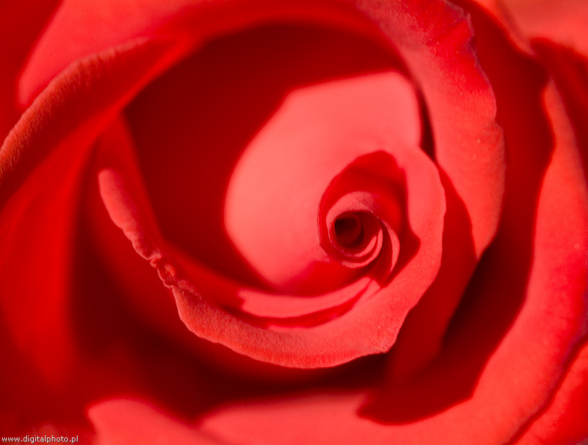 Rød rose, bilder av blomster