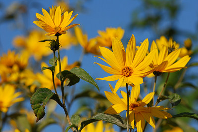 Gele bloemen, zonnebloem - topinamboer