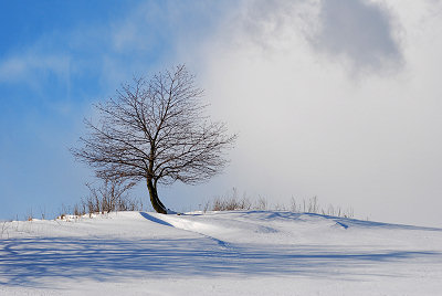 Verlaten boom ter winter