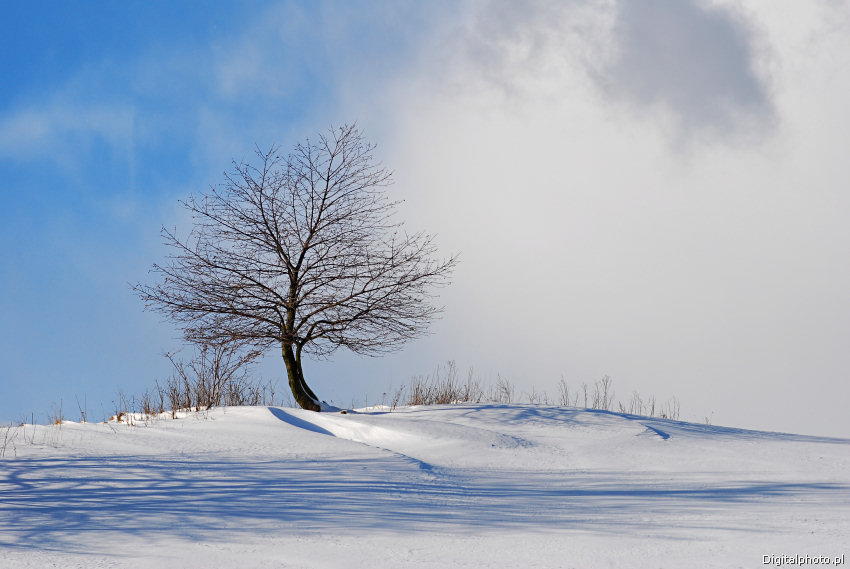 Samotne drzewo w zimie