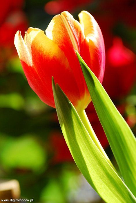 Piękny tulipan