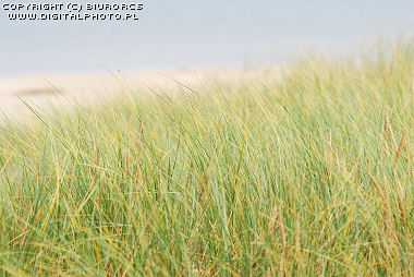 Piaskownica zwyczajna (Ammophila arenaria), trawa na wydmie