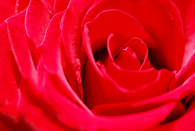 Rose, fleur