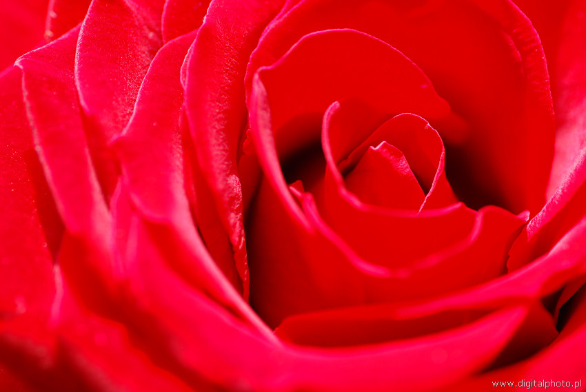 Røde Roser