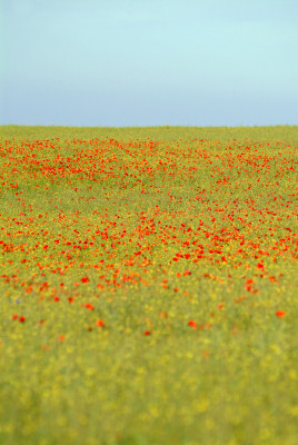 Obraz, pole z kwiatami