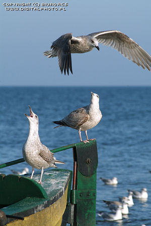 Fugler, seagulls