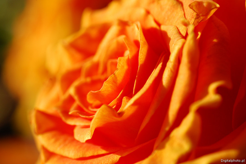 Orange roser