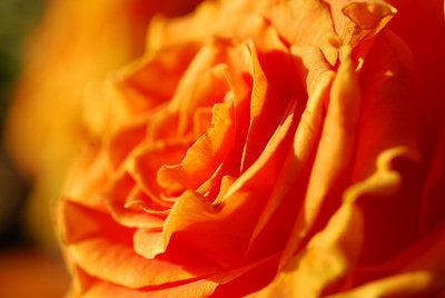 Orange rosor