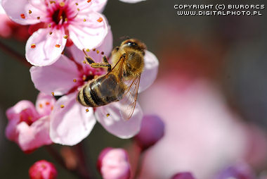 Foto's van bijen, de Macro fotografie