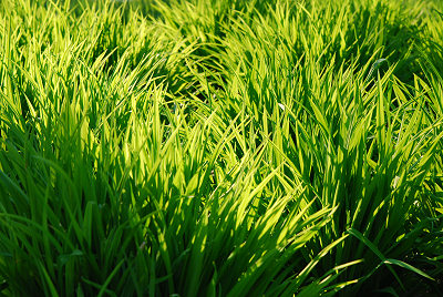 Trawy w ogrodzie