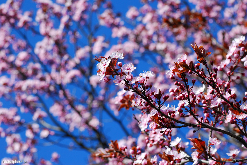 Kwiaty na drzewach na wiosnę