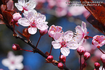 Blomma körsbärsträd
