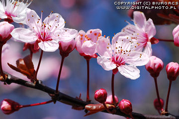 Kirsebær træ Billeder