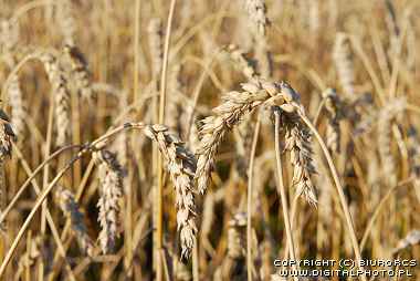 Images de blé