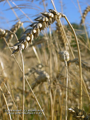 Hvete, fotoer av kornsorten