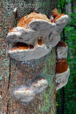Polypore, fungi