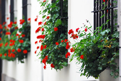 Bloemen in het venster, rode geraniums