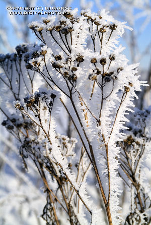 Retratos da natureza, inverno