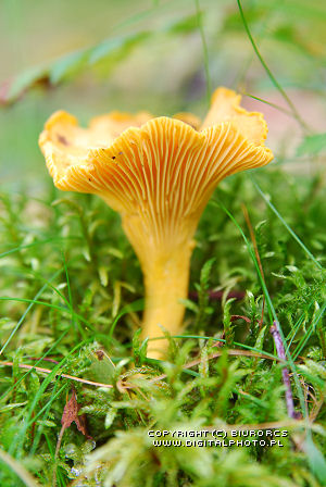 Photo of mushroom, chanterelle