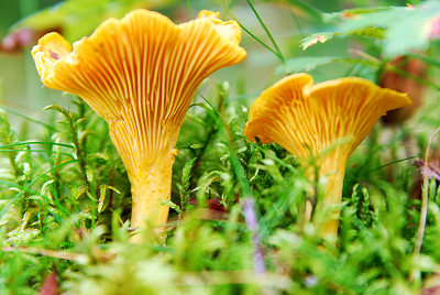 Almindelig Kantarel, svampe billeder