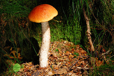 Leccinum aurantiacum, champignon
