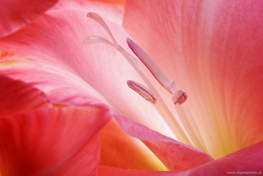 Lirio, flores de color rosa
